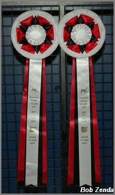 Rosettes sponsored by Shanghai Club